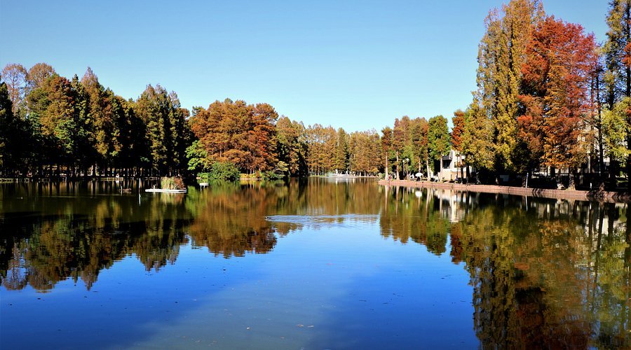 🌳 사이타마 시영 별소늪 공원(사이타마 시에이 벳쇼누마 코엔) 이미지 5